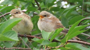 Молодые жуланы_#1, Крылатское, 02 августа 2025