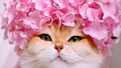 коты коты коты коты