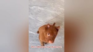 Этот забавный мир животных.