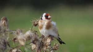 Щеглы_#11, Крылатское, 17 сентября 2025