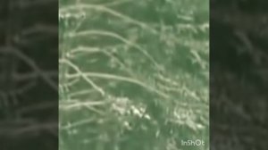 побег из сво