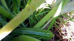 Наш маленький кабачок сорта Цукеша