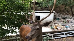 Котики котики ,а это олень Яша.