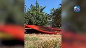 Стряхивающие машины для сбора вишни: как это работает