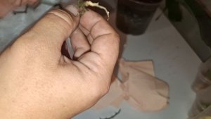 Большой обзор цветочных новинок🪴🪴🪴