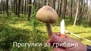 Прогулки за грибами.  Собираю цыганки, пока они еще есть.