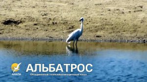 Море, дельфины и охота на цаплю: прогулка по-анапски! 🌊🐕🦩🐬 //17 сентября 2025 года