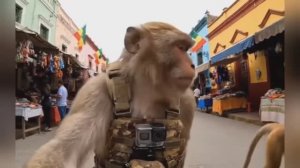 Гоша Бомжезьян в Корее