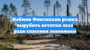 Кабмин Финляндии решил вырубить остатки леса ради спасения экономики
