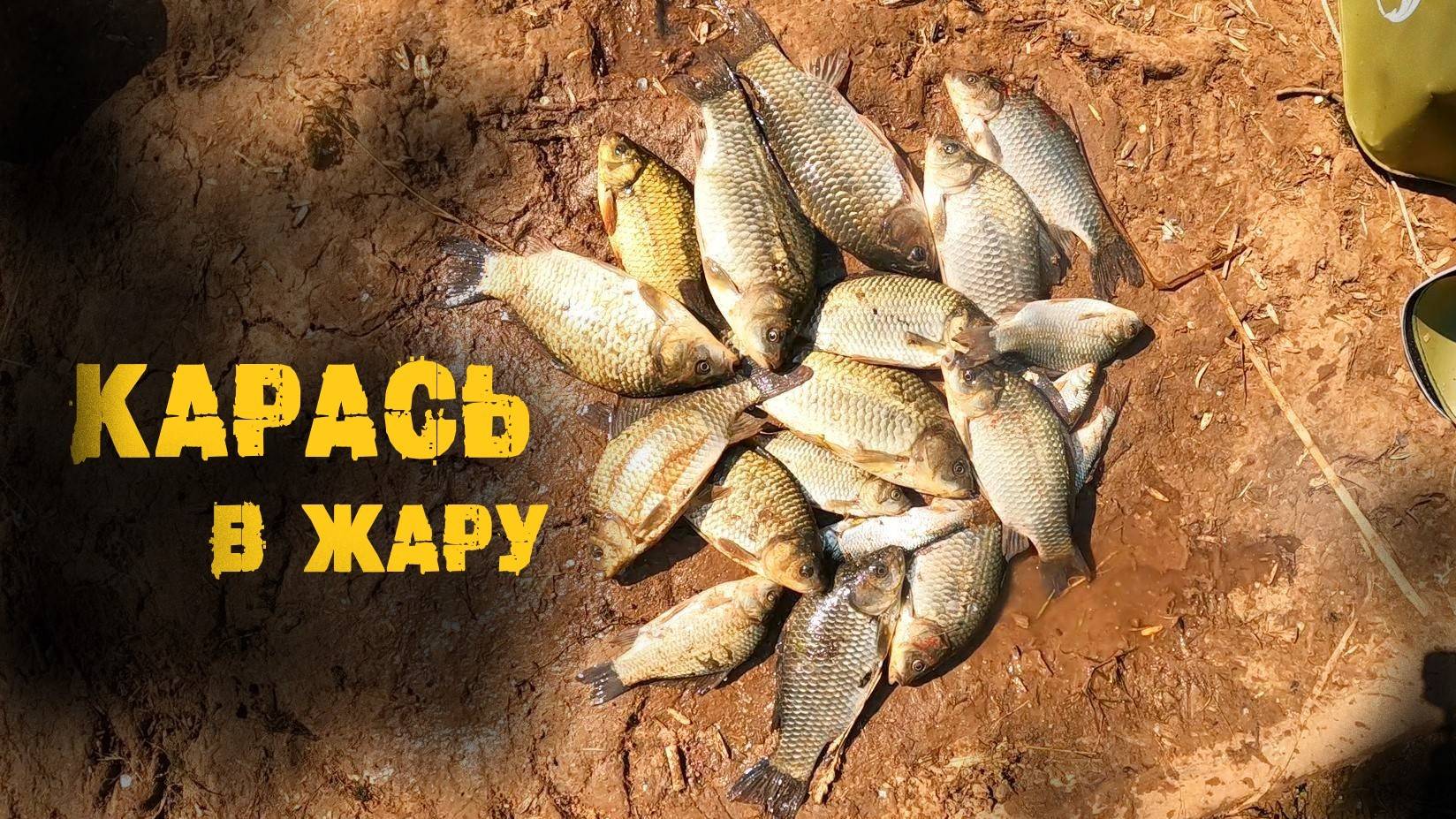 Теплый, летний карась на фидер.