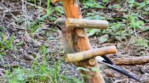 сойка, синичка и утки