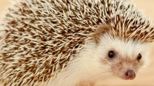 ezka-fjagpgvv_79fQYpcv