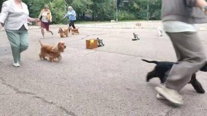 Благовещенск моно Английских кокер спаниелей 14.09.25 Сравнение на ЛПП