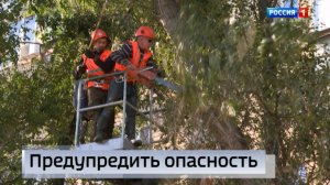 Проблема аварийных деревьев не теряет своей актуальности