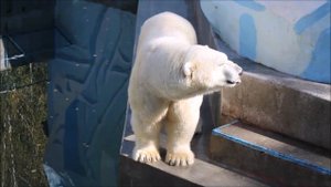 Кай завершил трапезу и стал посматривать на конус 15.09.2025