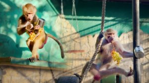 Теперь у Люси есть ЧУДО ПРЕДМЕТ! Делай, что хочешь - ешь, пей, собирай! Елисей и Лида в недоумении!