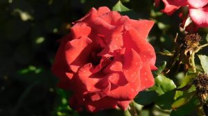 15=09=2025 ник (27)