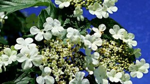 Ой,калина,калина