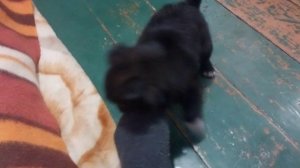 Пышечка делает носки модными!