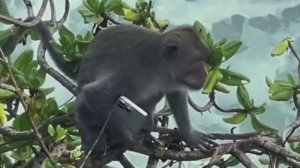 Дожили, даже у обезьяны есть айфон📱