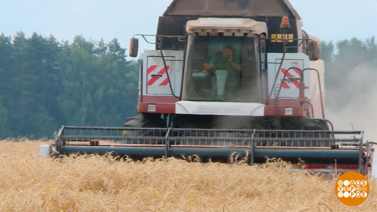 Виды на урожай: что пожнем? Доброе утро. Фрагмент выпуска от 17.09.2025