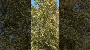 осенние зарисовки