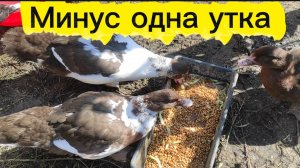 Минус один селезень. Куры