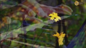 🍂🍃🍂"Осенний вальс" 🍁 🍁🍁Стихи Натальи Якубович Музыка и исполнение Александр Погорелкин.
