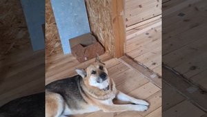 1000034784.mp4 (Собака наблюдает за устройством откосов у оконных проёмов в м/комнате дома А-фрейм)
