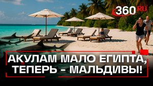 Нашествие акул на Мальдивах - опасно ли отдыхать на популярном курорте