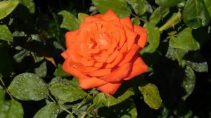 17=09=2025  КРАСНОДАР  ПАРК  ГАЛИЦКОГО.   (56)