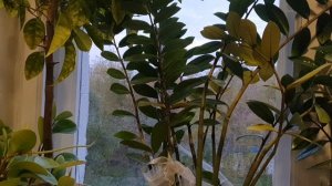 Опять зима...