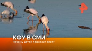 Почему детей приносит аист?