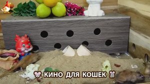 Видео для кошек про крысок развлекать питомцев 🐭🐀😂 (321)