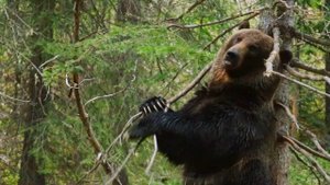 Песня про медведей которые трутся об ось)