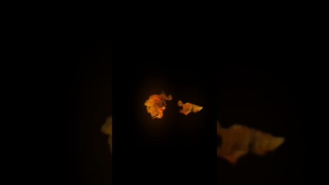 Песня «Что такое осень» — ДДТ — Apple Music