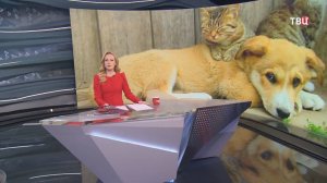 В Москве обсуждают ответственное отношение к животным / События на ТВЦ