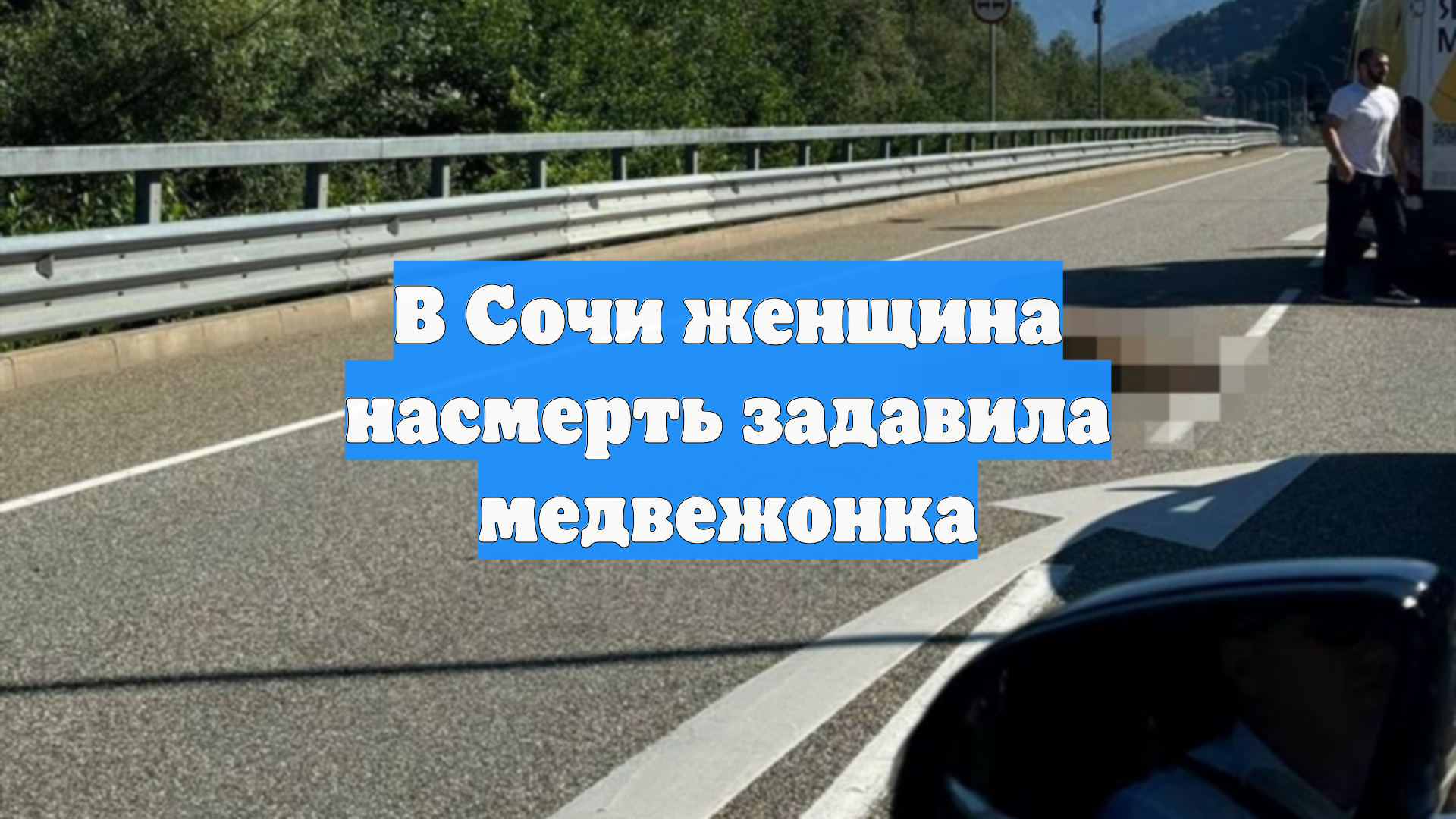 В Сочи женщина насмерть задавила медвежонка