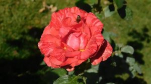 17=09=2025  КРАСНОДАР  ПАРК  ГАЛИЦКОГО.   (50)