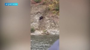 ТЕРНИСТЫЙ ПУТЬ МЕДВЕДЯ ЗА ДОБЫЧЕЙ НА КАМЧАТКЕ • БЕЗ КОММЕНТАРИЕВ