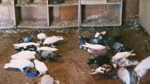 В гостях у голубевода Акрамжанова Сергея