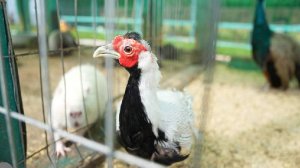 Патрушев оценил эпизоотическое благополучие отрасли животноводства в России