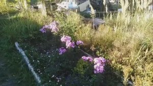 38-2022 Первые заморозки, Собираем малинник, Перенесла парник __ Elena Pero