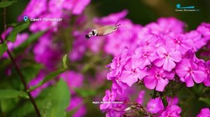 Глухариное время собирать камни, бабочка - «неколибри» и барсучий контроль за подготовкой берлоги