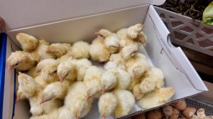 Завершение инкубации бройлера Кобб 500. Птицеводство.