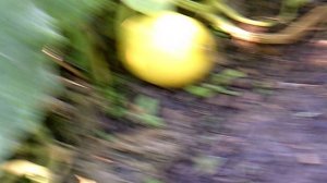 Взрослый тыквёнок сорта Голиаф