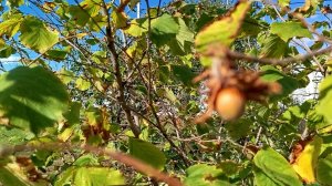 Собираем лесной орех - фундук. Собрали пол ведра.