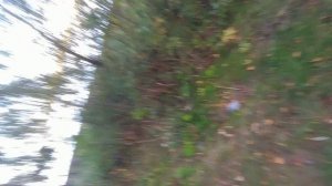 14 - Грибочки - 2025