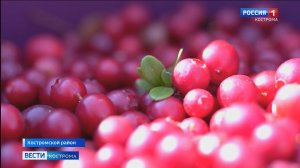 Брусничные «ковры» под Костромой поражают роскошным урожаем