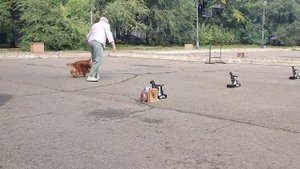 Благовещенск моно Английских кокер спаниелей 14.09.25 коб рыж Чемпион